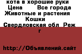 кота в хорошие руки › Цена ­ 0 - Все города Животные и растения » Кошки   . Свердловская обл.,Реж г.